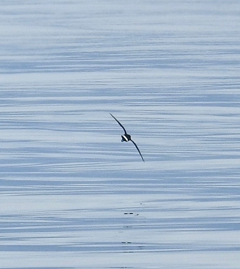 Océanite tempête - ML363055491