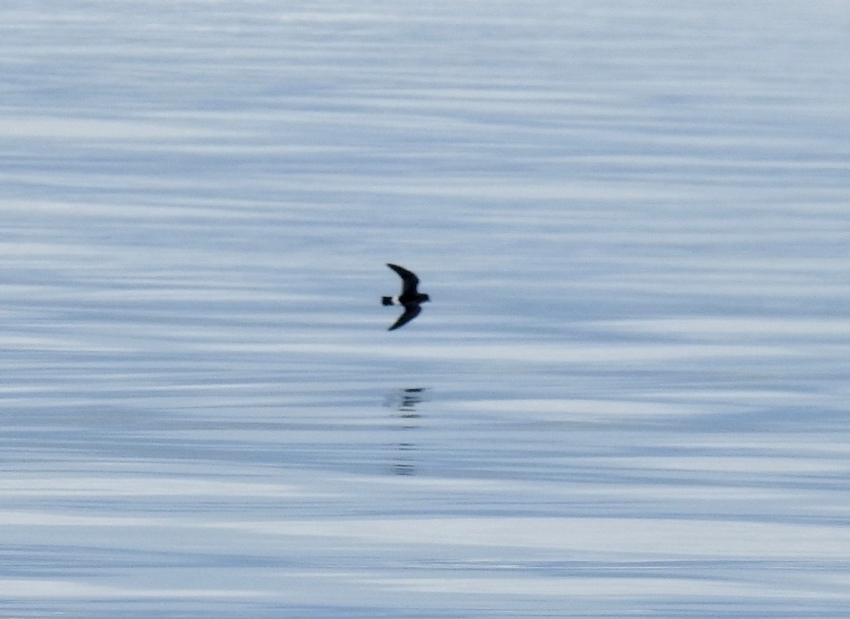 European Storm-Petrel - ML363055501