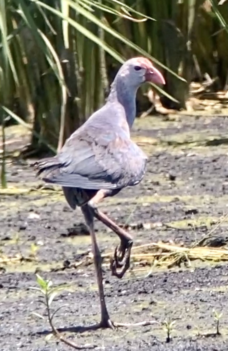 Gray-headed Swamphen - ML363055781