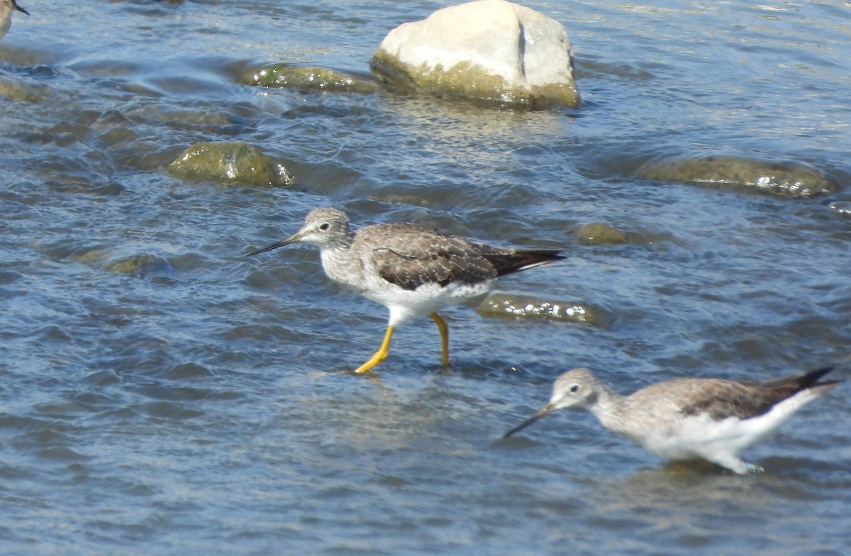 Lesser/Greater Yellowlegs - Carol Furutani