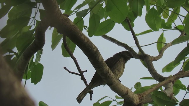 Spotted Honeyguide - ML363057491