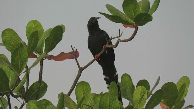 Green Woodhoopoe - ML363058991