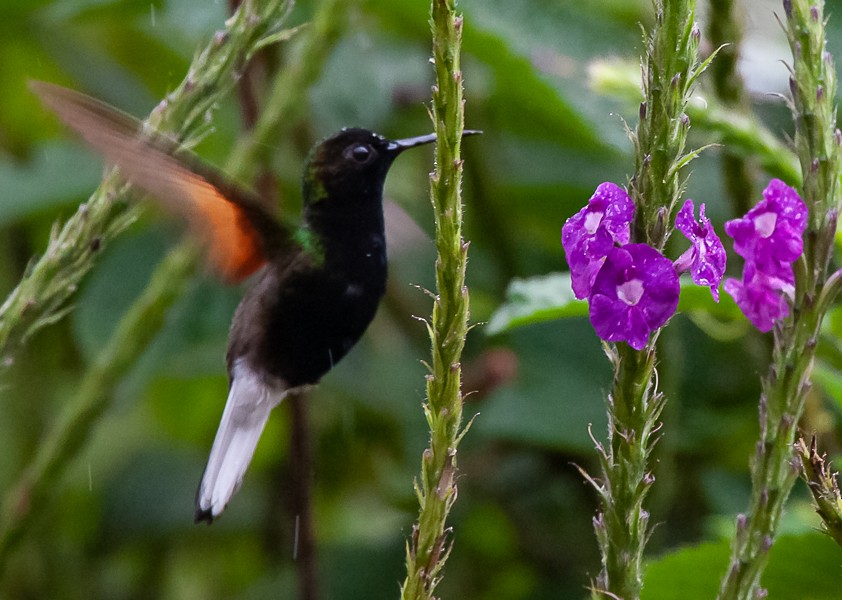 Colibrí Ventrinegro - ML363059321