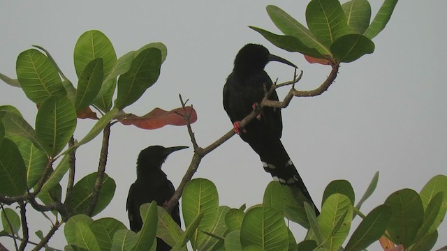 Green Woodhoopoe - ML363059341