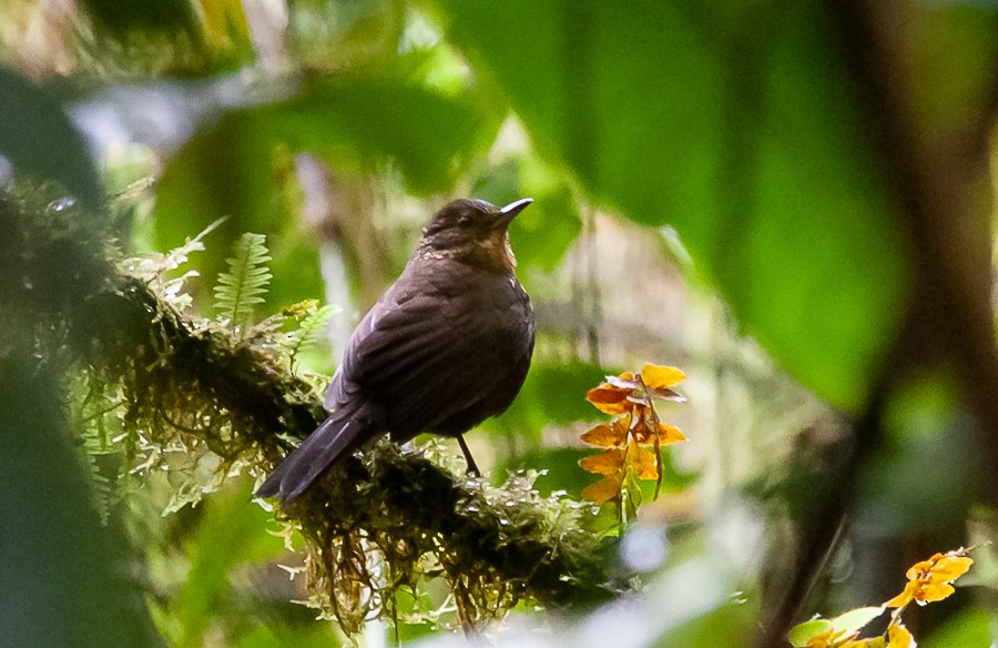 Middle American Leaftosser - ML363059351