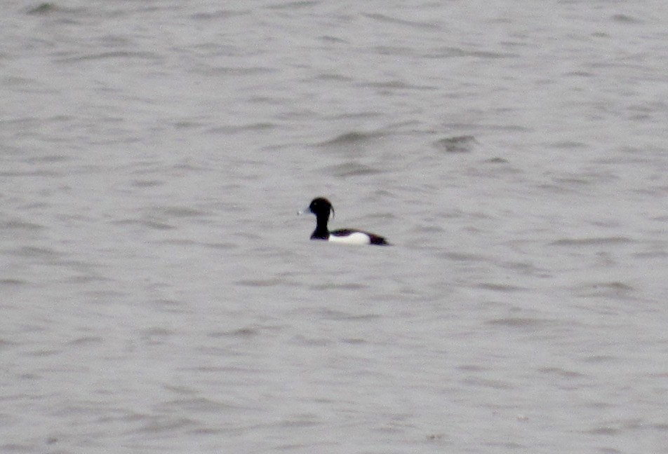 Tufted Duck - ML36305951