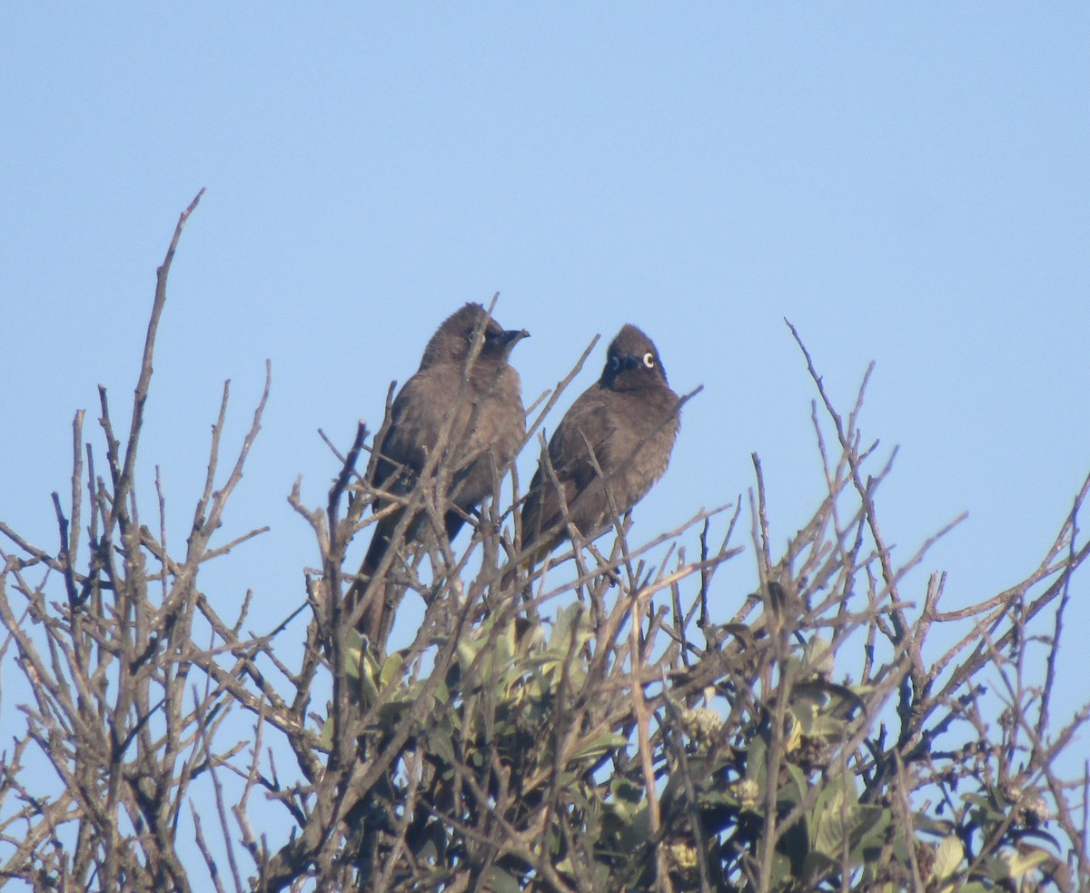 Cape Bulbul - ML363059601