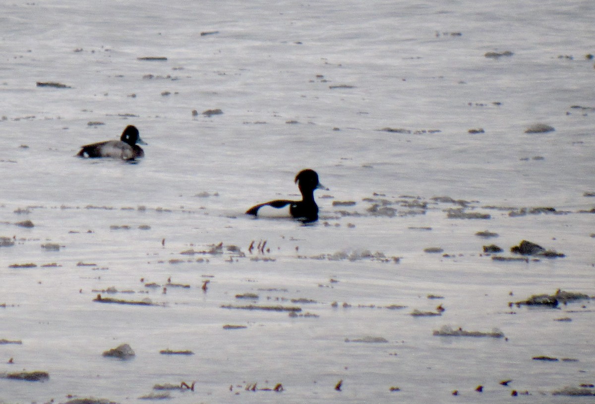 Tufted Duck - ML36306001