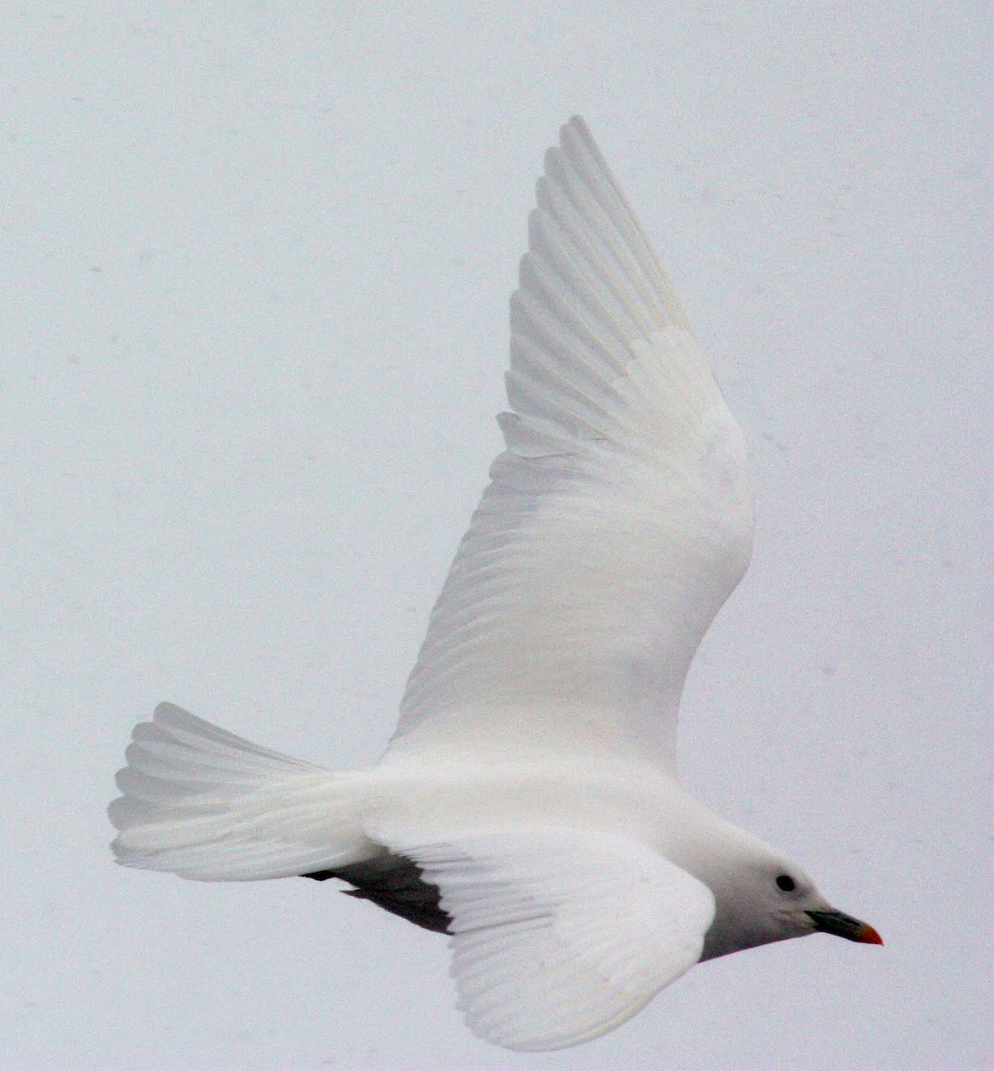 Белая чайка - ML36306041