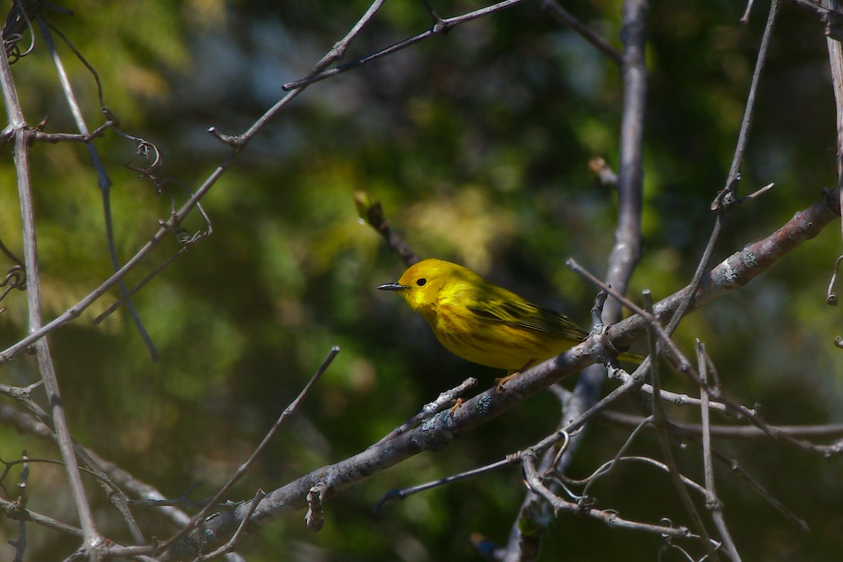 Yellow Warbler - ML363063791