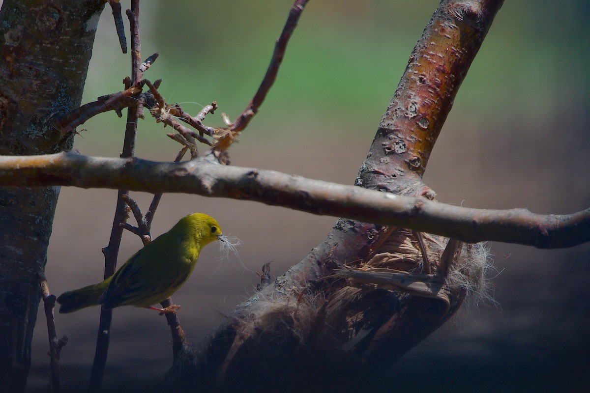 Yellow Warbler - ML363063891