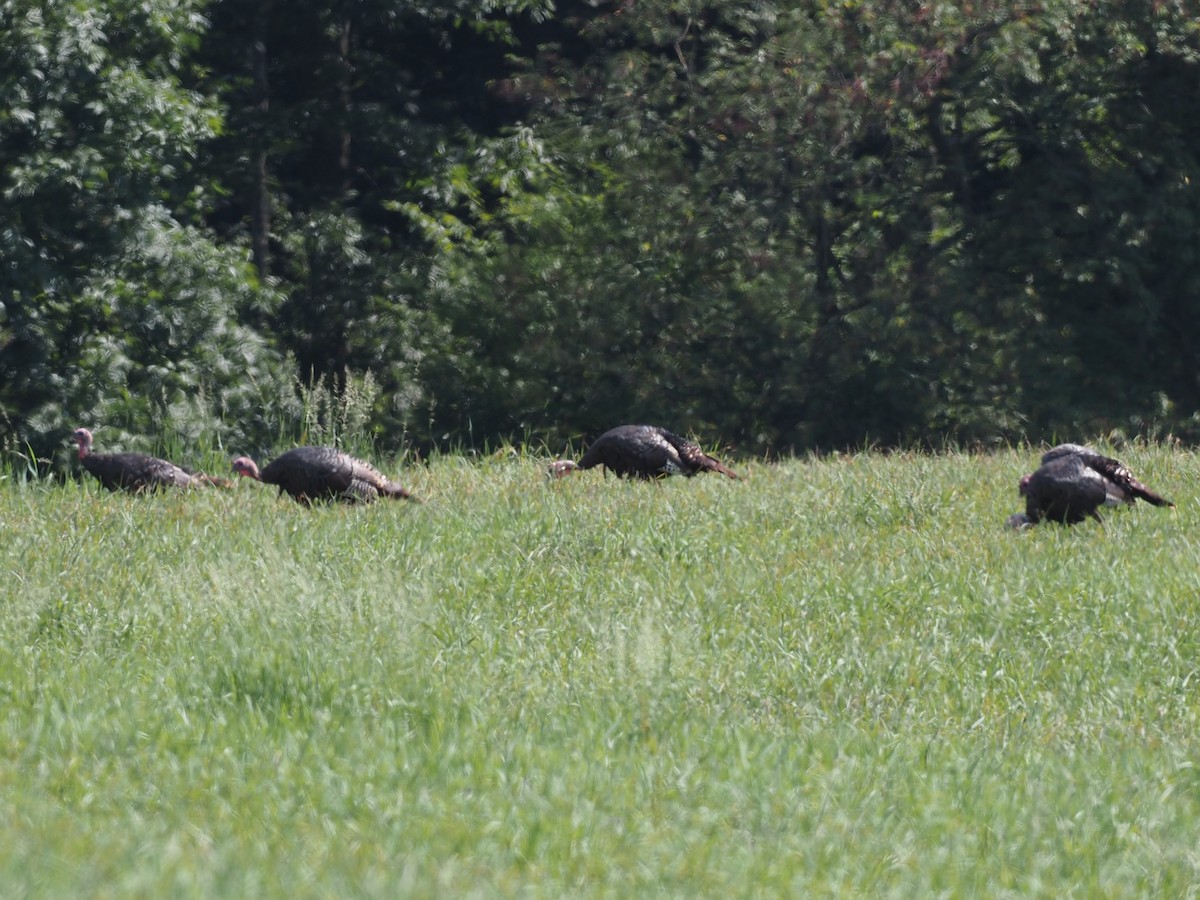 Wild Turkey - ML363064431