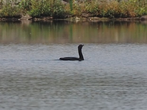 Double-crested Cormorant - ML363064451