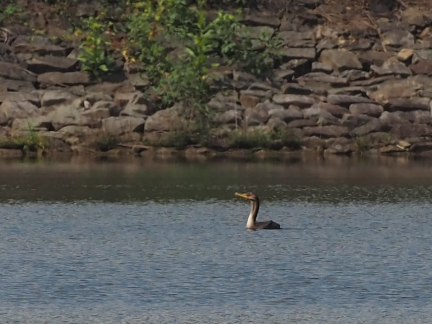 Double-crested Cormorant - ML363064461