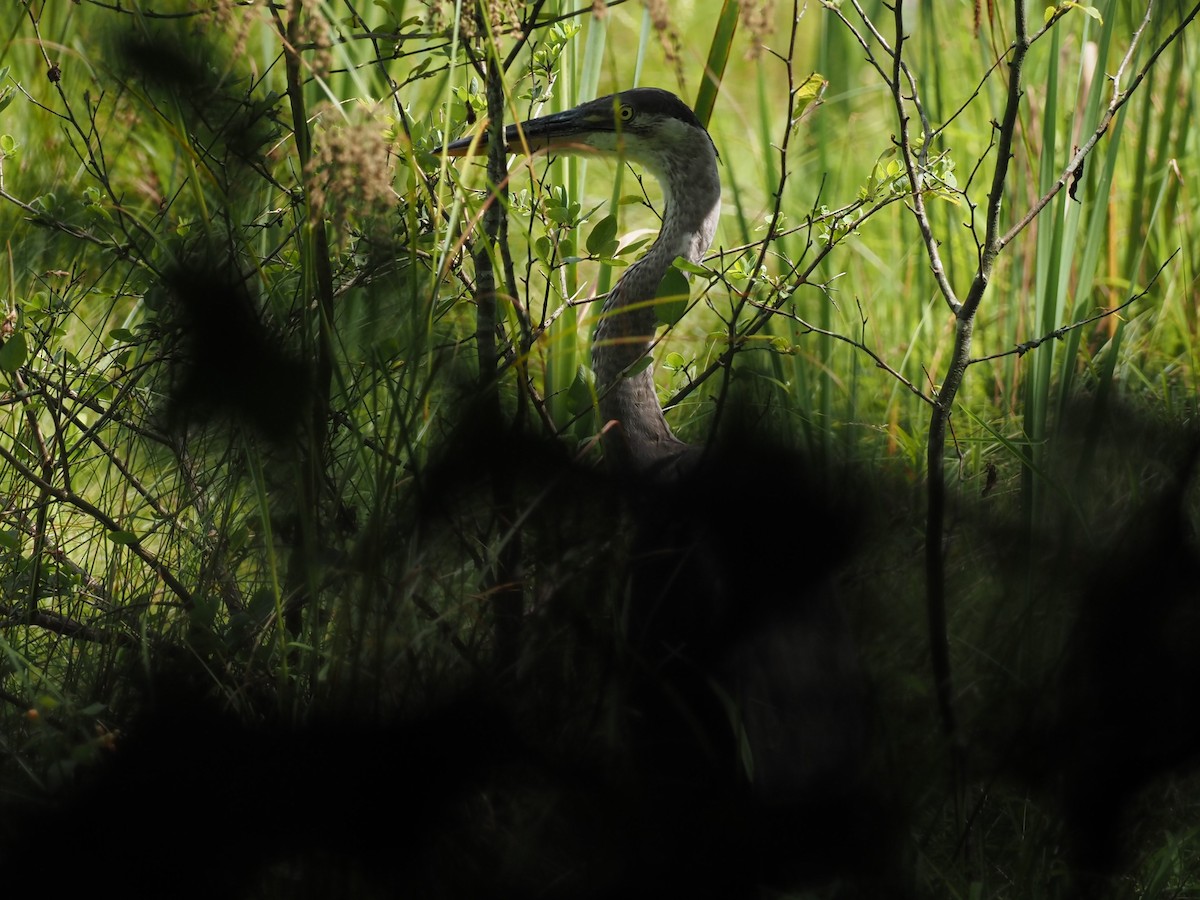 Great Blue Heron - ML363064581