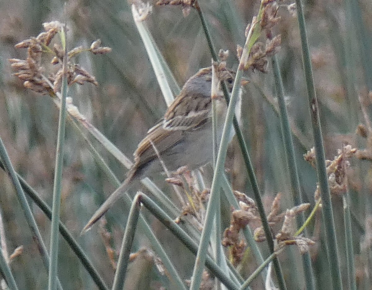 Clay-colored Sparrow - ML363065281
