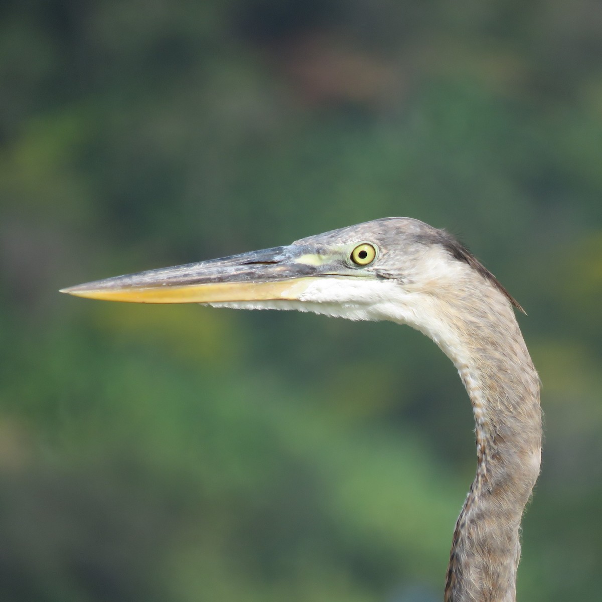 Great Blue Heron - ML363066101