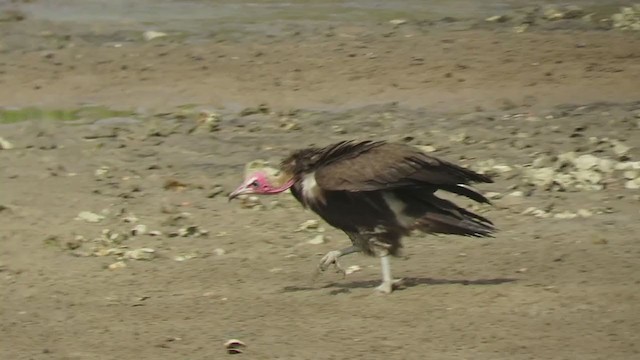 Hooded Vulture - ML363067001