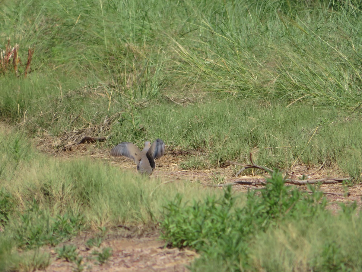 Mourning Dove - ML363068571