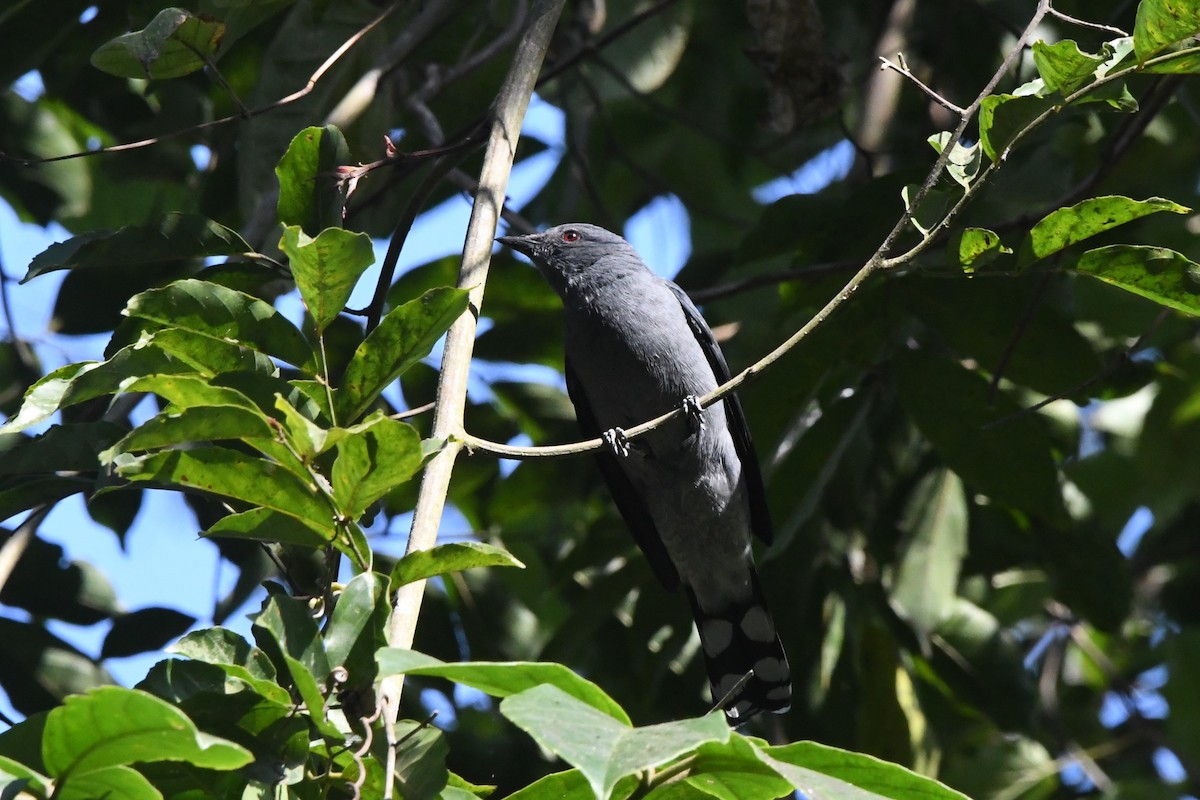 Black-winged Cuckooshrike - ML363069321