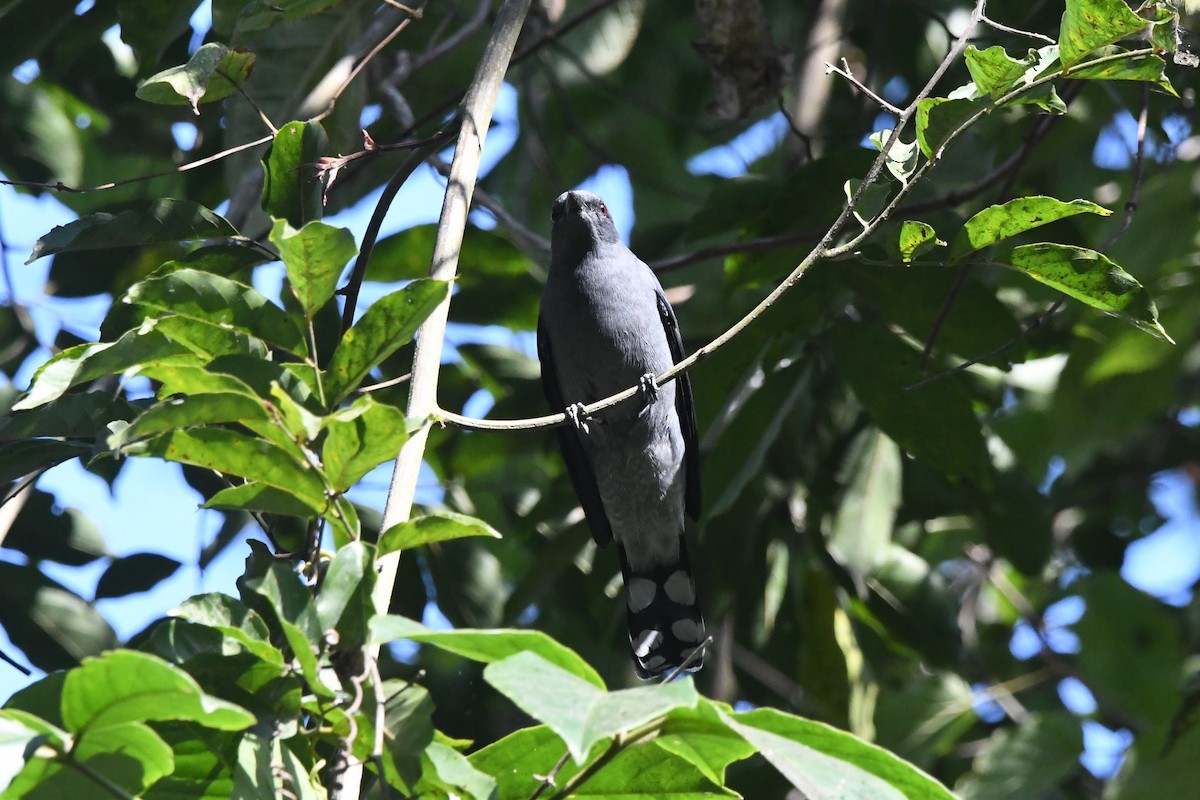 Black-winged Cuckooshrike - ML363069341