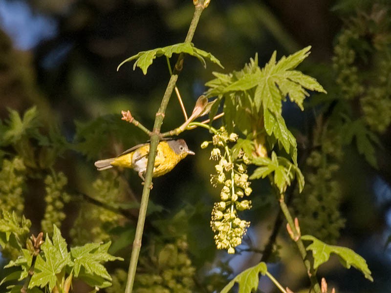 Rubinfleck-Waldsänger - ML36306941