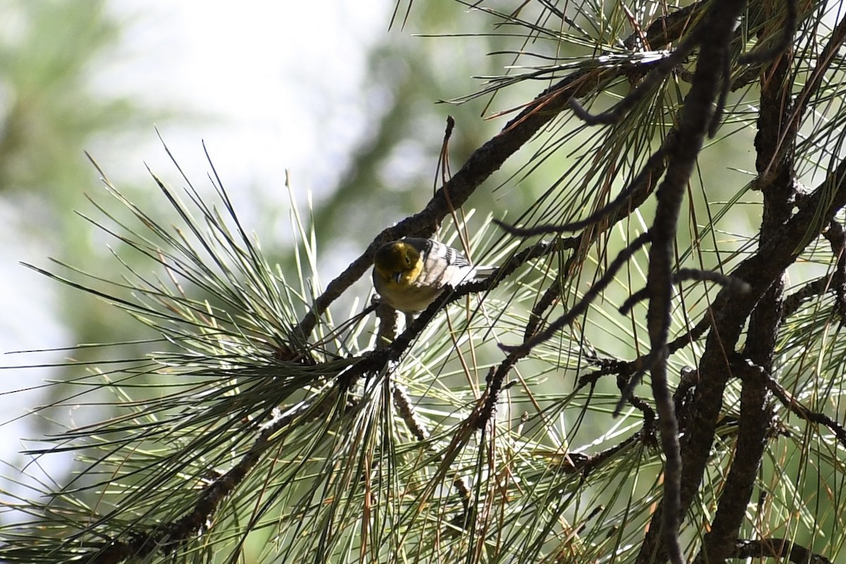 Hermit Warbler - ML363074461