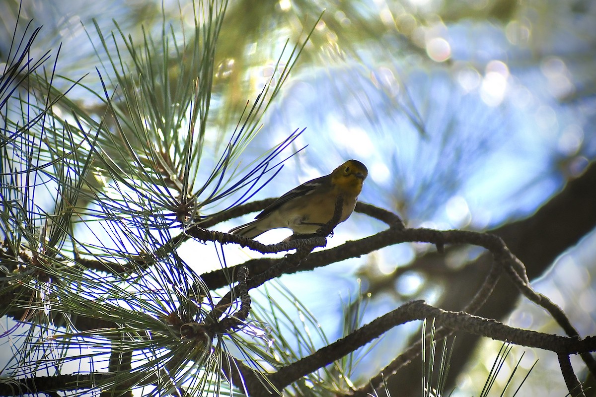 Hermit Warbler - ML363074471