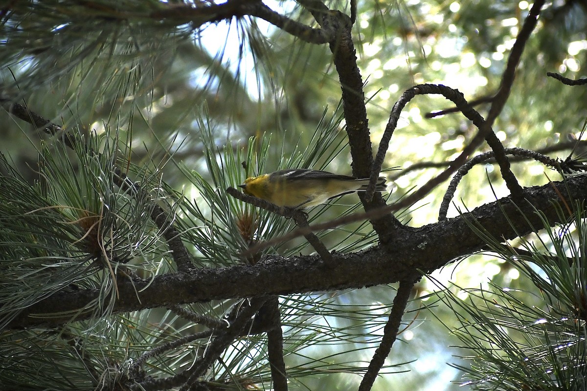 Hermit Warbler - ML363074491