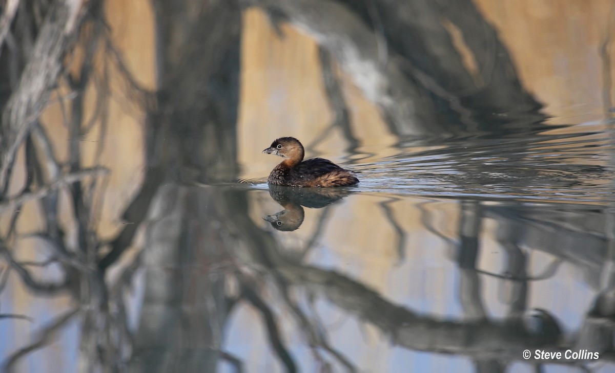 Pied-billed Grebe - Steve Collins