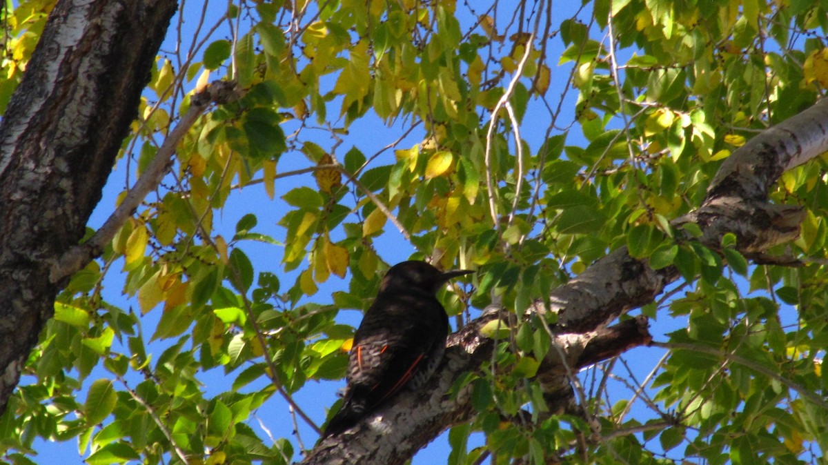 Northern Flicker (Red-shafted) - Bryant Olsen
