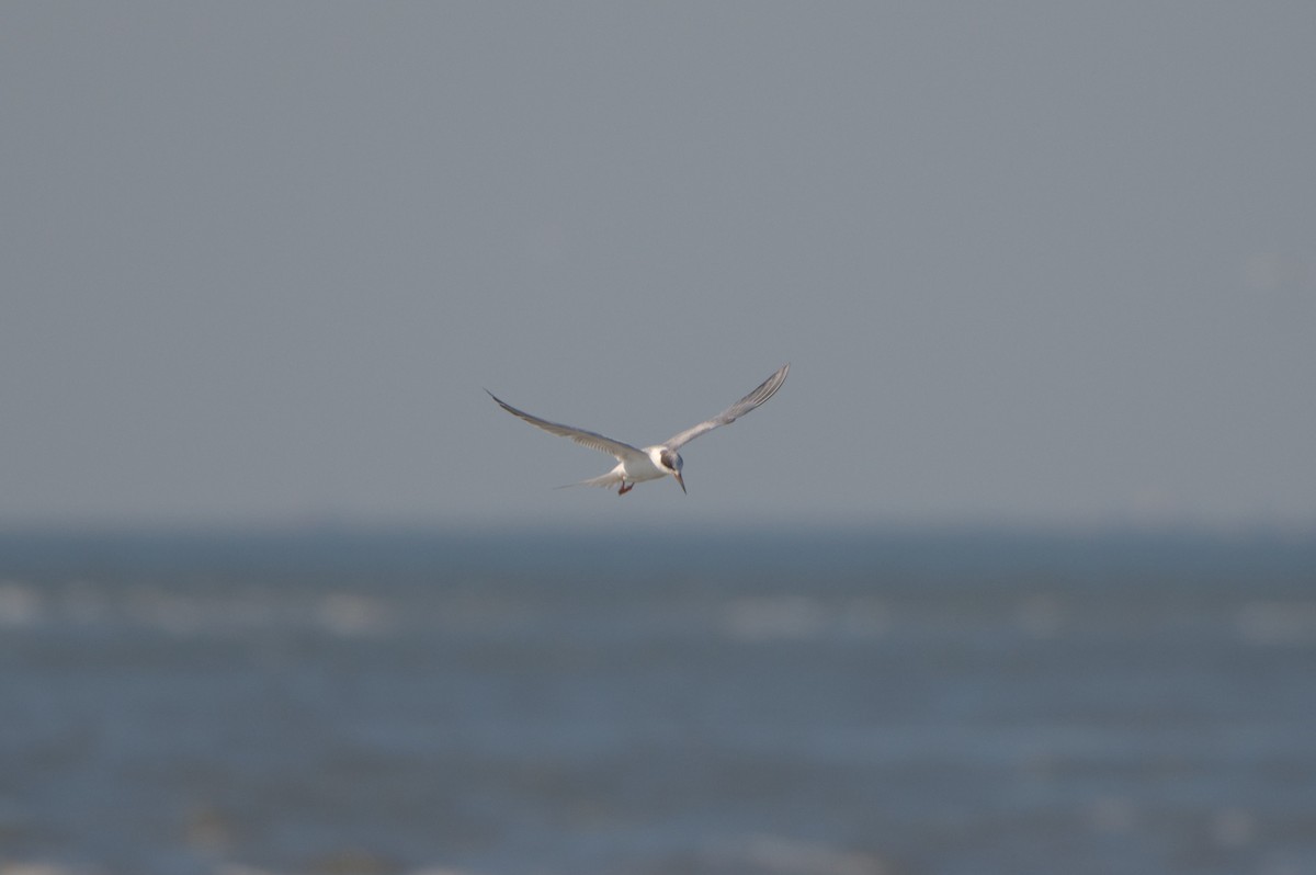 Forster's Tern - ML363076041