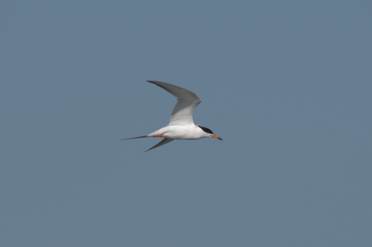 Forster's Tern - ML363076051