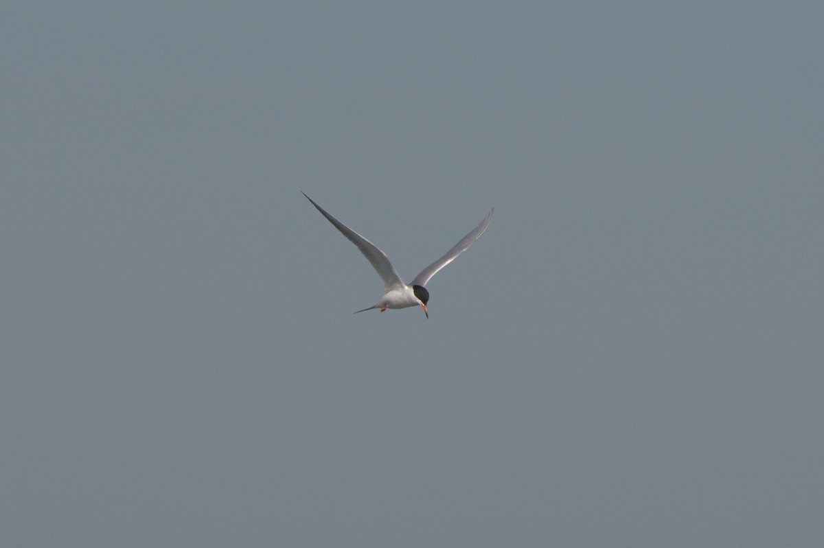 Forster's Tern - ML363076061