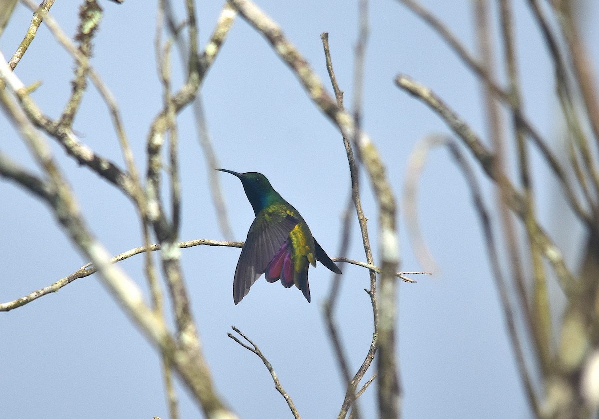 kolibřík tropický - ML363076081