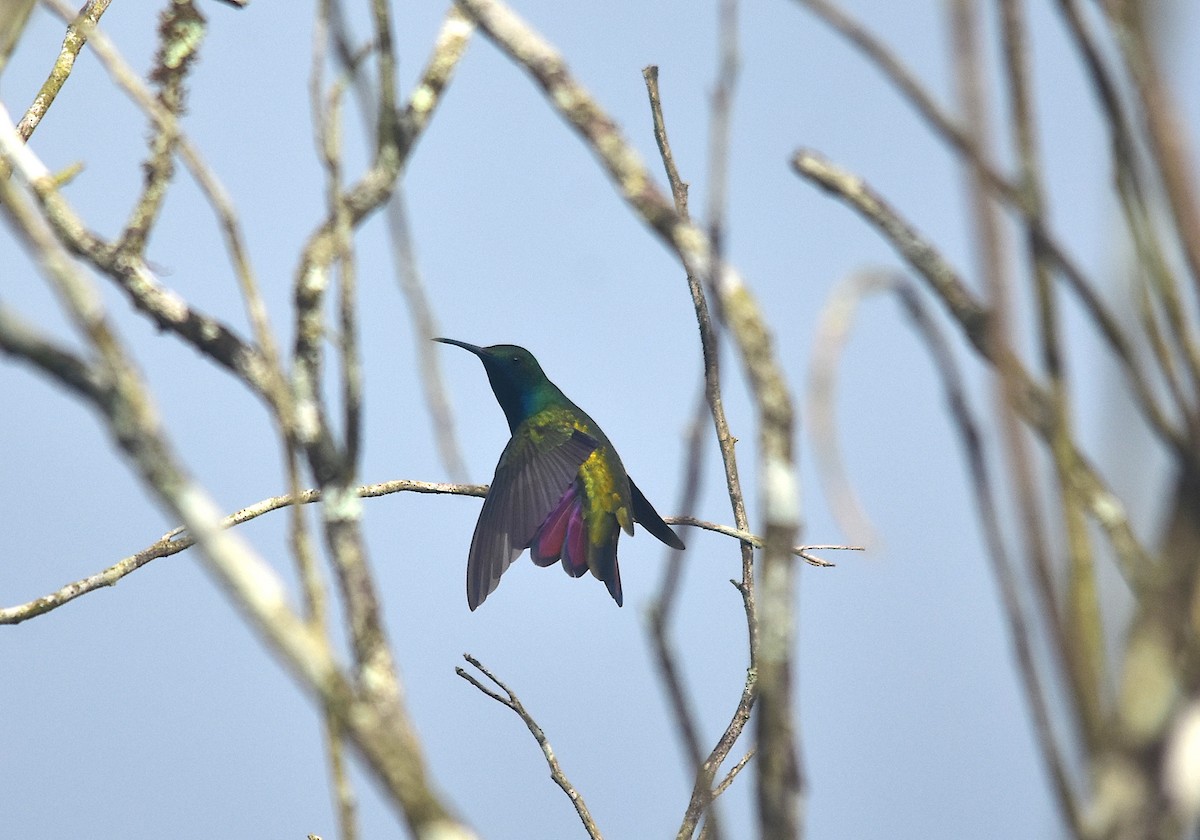 Black-throated Mango - ML363076081