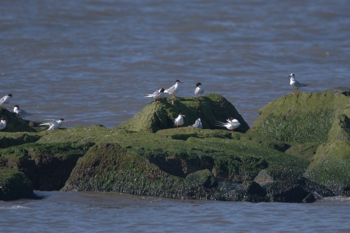 Forster's Tern - ML363076171