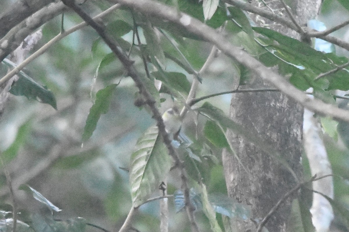 Rufous-faced Warbler - ML363076211