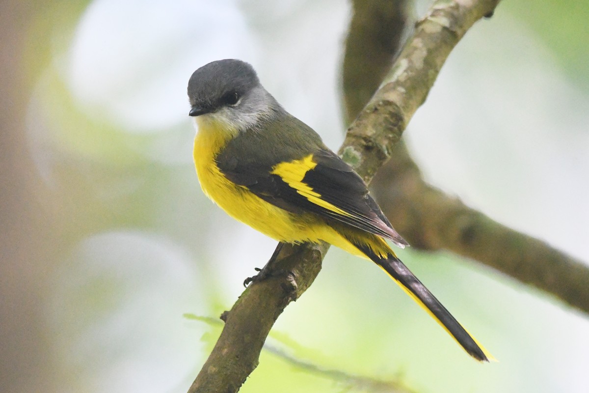 Gray-chinned Minivet - Oriental Stork