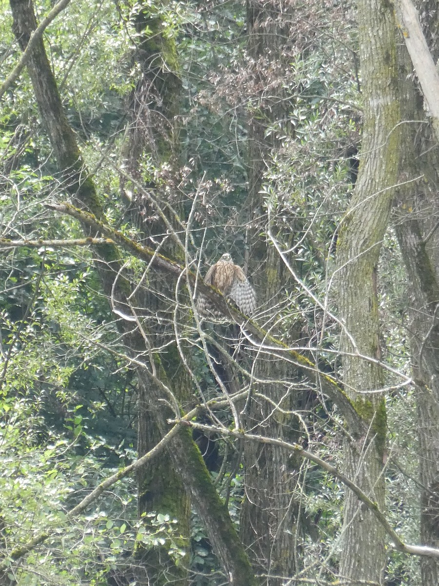 Үлэг харцага - ML363078761