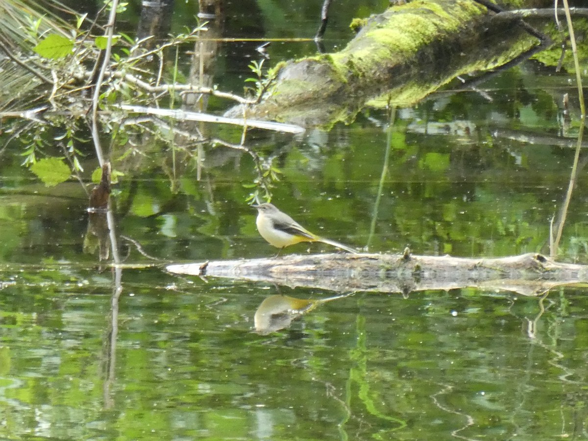 Уулын цэгцгий - ML363079121