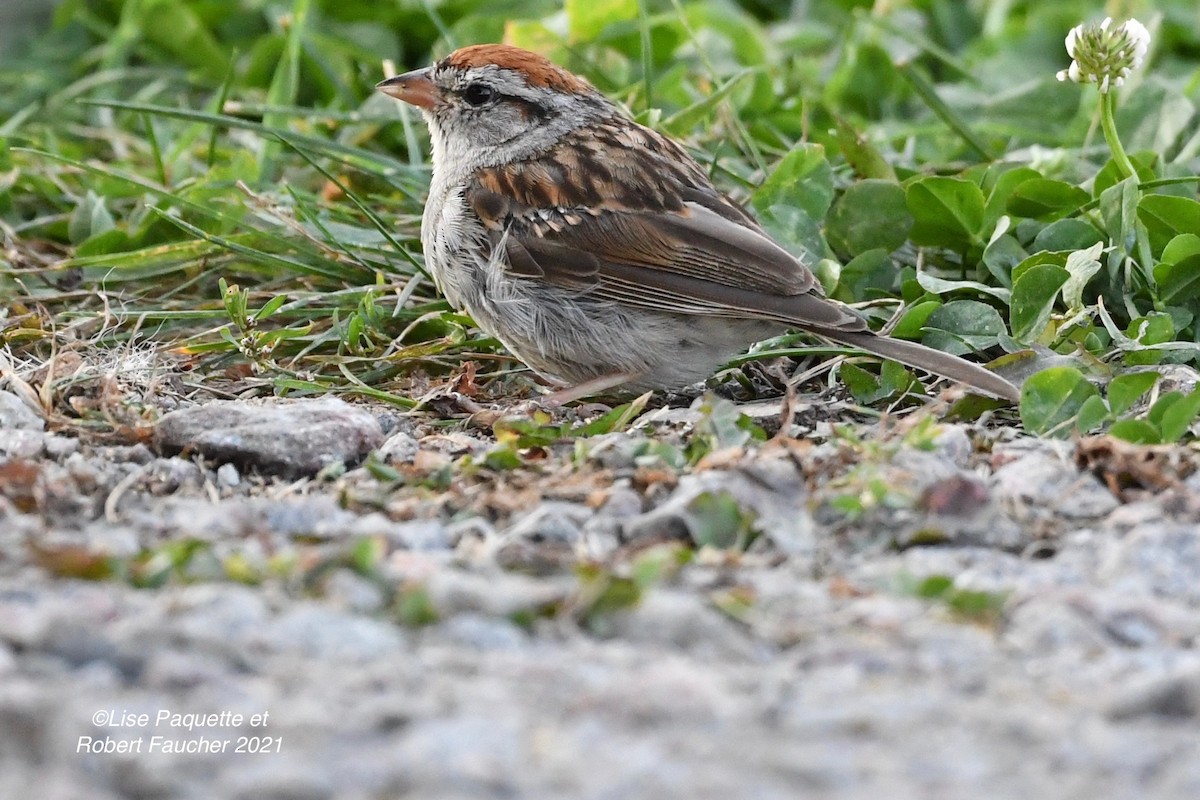 Chipping Sparrow - ML363079801