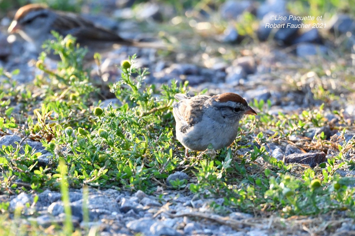 Chipping Sparrow - ML363079821