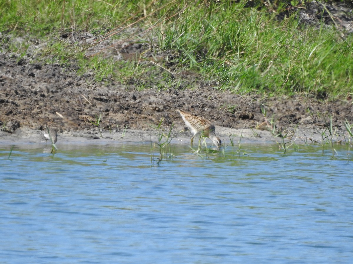 アメリカオオハシシギ - ML363079861