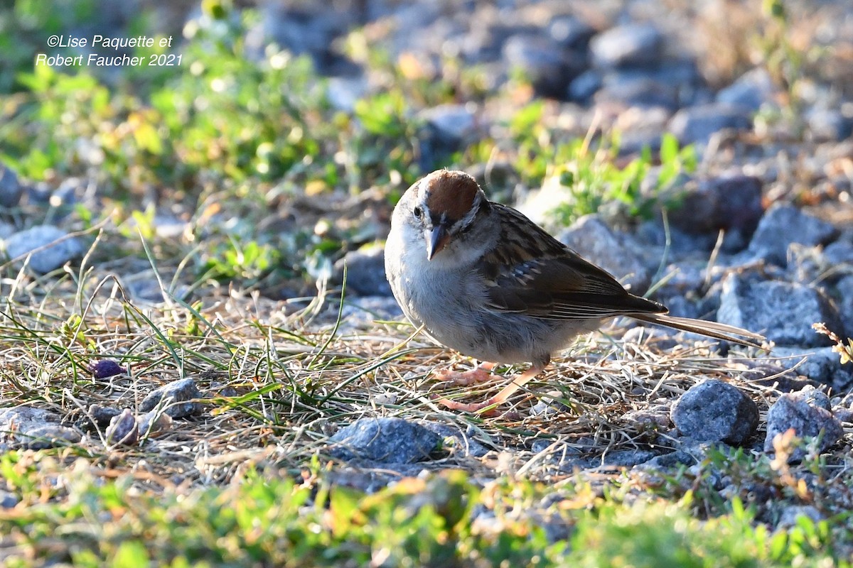 Chipping Sparrow - Lise Paquette  Robert Faucher