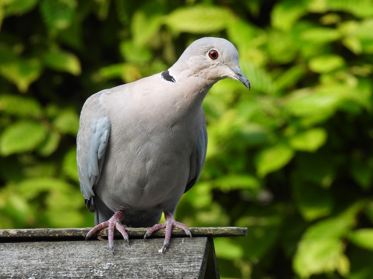 Eurasian Collared-Dove - ML363080041