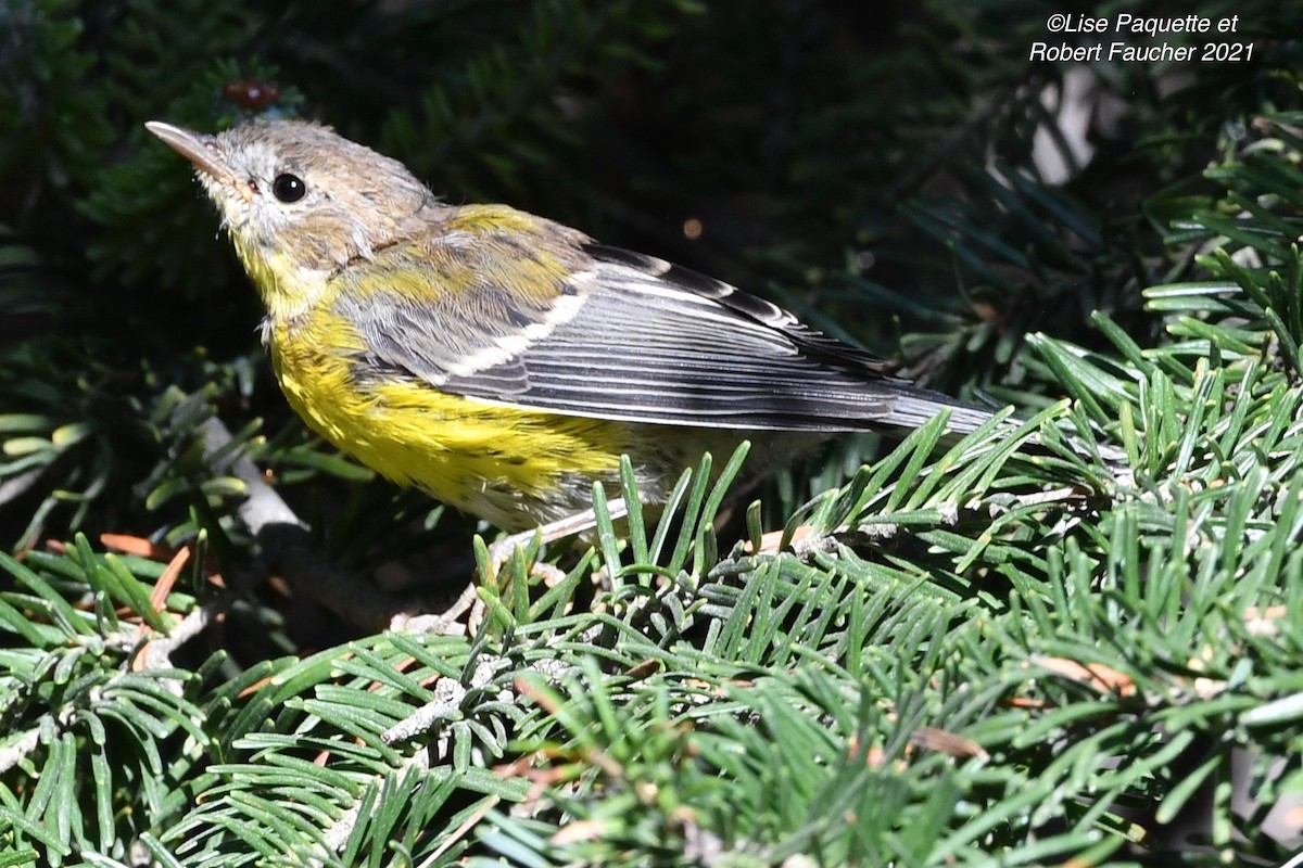 Magnolia Warbler - Lise Paquette  Robert Faucher