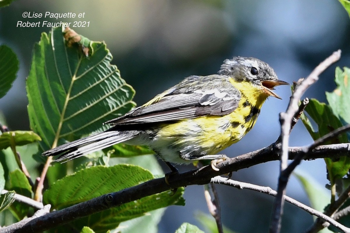 Magnolia Warbler - Lise Paquette  Robert Faucher