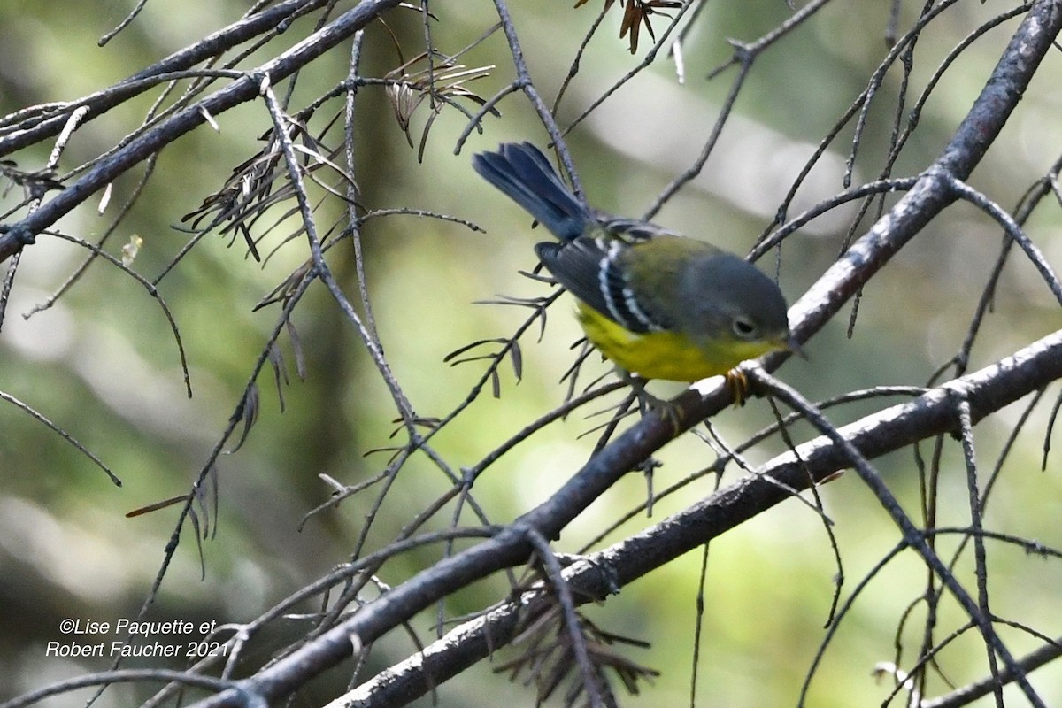 Magnolia Warbler - Lise Paquette  Robert Faucher