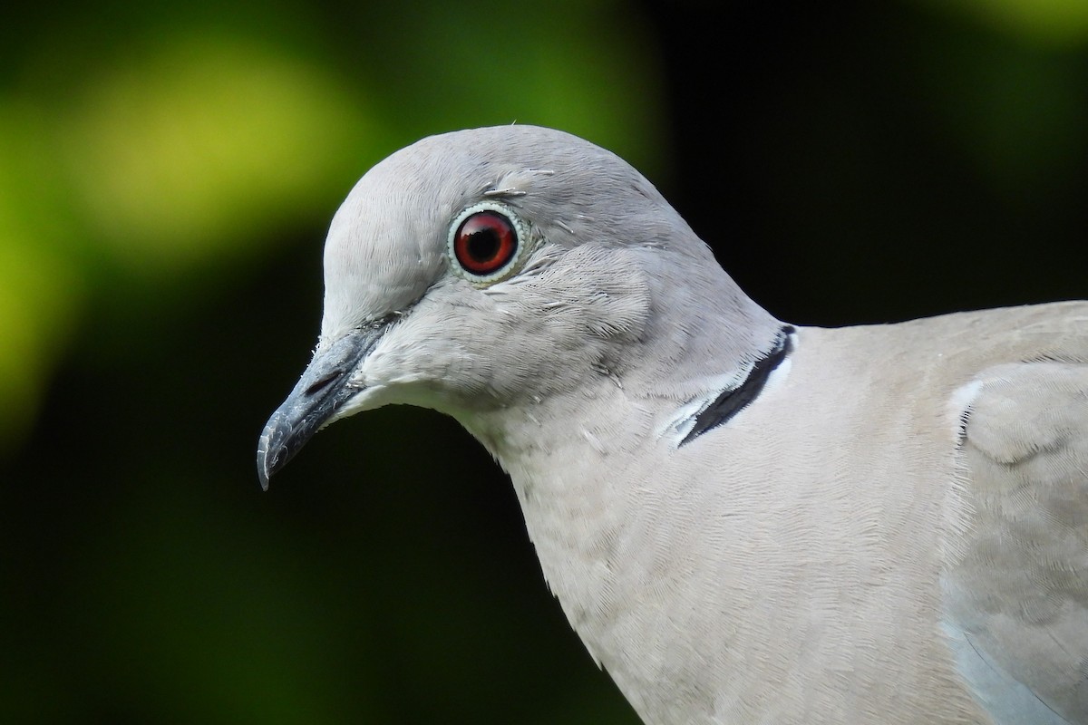 Eurasian Collared-Dove - ML363080551